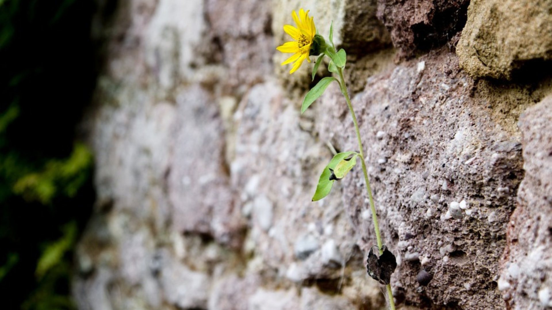 Al momento stai visualizzando 9 strategie efficaci su come diventare più resiliente: guida completa del 2024