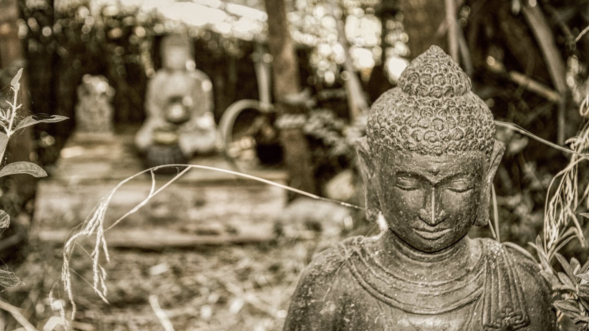 legge buddhista sui gatti